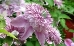Josephine Clematis - 1 Gallon Pot -Garden Care clematis josephine 15