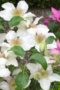 Kitty Clematis - 1 Gallon Pot -Garden Care clematis kitty 3