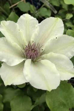 Kitty Clematis - 1 Gallon Pot -Garden Care clematis kitty 4