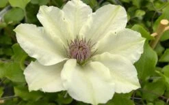Kitty Clematis - 1 Gallon Pot -Garden Care clematis kitty 8