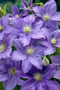 Lady Northcliffe Clematis - 1 Gallon Pot -Garden Care clematis lady northcliffe 2