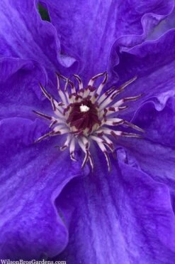 Lindsay Clematis - 1 Gallon Pot 7 Lindsay Clematis - 1 Gallon Pot -Garden Care clematis lindsay 5