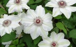 Miss Bateman Clematis - 1 Gallon Pot -Garden Care clematis miss bateman 2 800x500 1