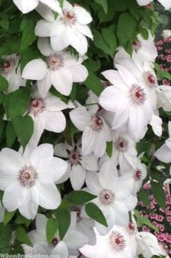 Miss Bateman Clematis - 1 Gallon Pot -Garden Care clematis miss bateman 20