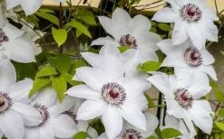 Miss Bateman Clematis - 1 Gallon Pot -Garden Care clematis miss bateman 800x500 1