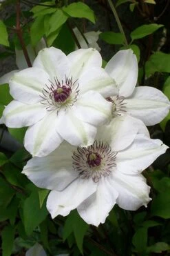 Miss Bateman Clematis - 1 Gallon Pot -Garden Care clematis miss20bateman 3 500x750 1