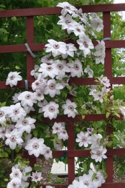 Miss Bateman Clematis - 1 Gallon Pot -Garden Care clematis miss20bateman 4 500x750 1