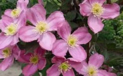 Montana Elizabeth Clematis - 1 Gallon Pot -Garden Care clematis montana elizabeth 2