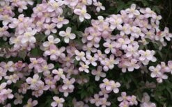 Montana Rubens Clematis - 1 Gallon Pot -Garden Care clematis montana rubens 12