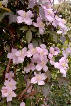 Montana Rubens Clematis - 1 Gallon Pot -Garden Care clematis montana rubens 6