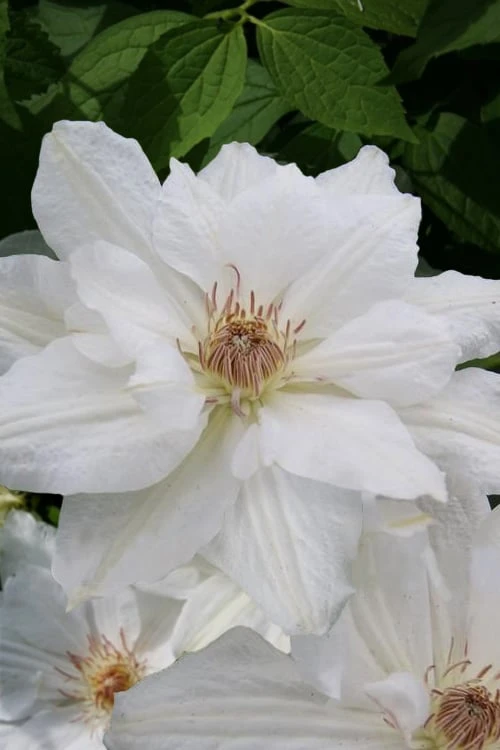 Mrs. George Jackman Clematis - 1 Gallon Pot 1 Mrs. George Jackman Clematis - 1 Gallon Pot