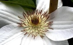 Mrs. George Jackman Clematis - 1 Gallon Pot 12 Mrs. George Jackman Clematis - 1 Gallon Pot -Garden Care clematis mrs george jackman 8