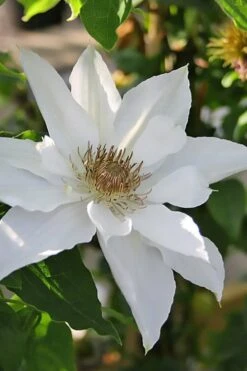Mrs. George Jackman Clematis - 1 Gallon Pot 11 Mrs. George Jackman Clematis - 1 Gallon Pot -Garden Care clematis mrs george jackman 9
