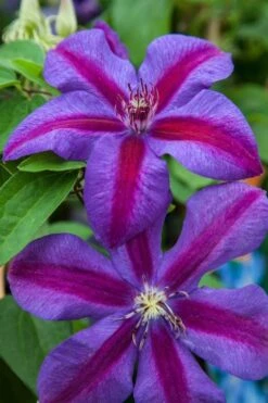 Mrs. Norman Thompson Clematis - 1 Gallon Pot -Garden Care clematis mrs n thompson 7