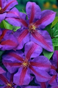 Mrs. Norman Thompson Clematis - 1 Gallon Pot -Garden Care clematis mrs norman thompson 20