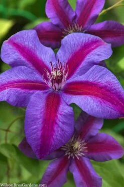 Mrs. Norman Thompson Clematis - 1 Gallon Pot -Garden Care clematis mrs norman thompson 21