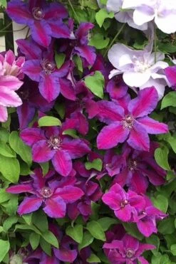 Mrs. Norman Thompson Clematis - 1 Gallon Pot -Garden Care clematis mrs norman thompson 25