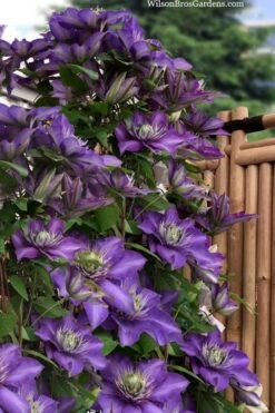 Multi Blue Clematis - 2 Gallon Pot -Garden Care clematis multi blue 3