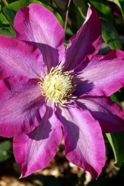 Pink Champagne Clematis - 1 Gallon Pot -Garden Care clematis pink champagne 2