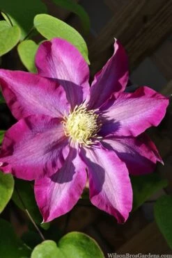 Pink Champagne Clematis - 1 Gallon Pot -Garden Care clematis pink champagne