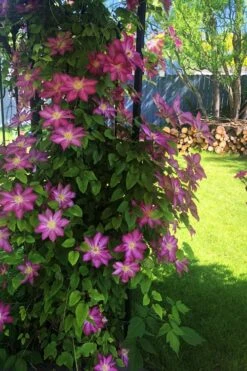 Pink Champagne Clematis - 1 Gallon Pot -Garden Care clematis pink champagne 4