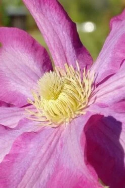 Pink Champagne Clematis - 1 Gallon Pot -Garden Care clematis pink champagne 6