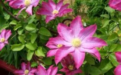 Pink Champagne Clematis - 1 Gallon Pot -Garden Care clematis pink champagne 8