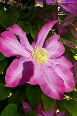 Pink Champagne Clematis - 1 Gallon Pot -Garden Care clematis pink champagne 9