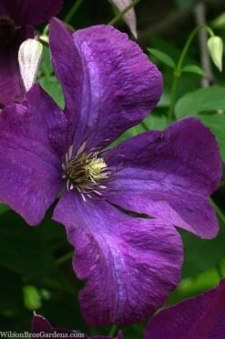 Polish Spirit Clematis - 1 Gallon Pot -Garden Care clematis polish spirit 1