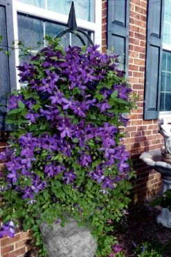 Polish Spirit Clematis - 1 Gallon Pot -Garden Care clematis polish spirit 10