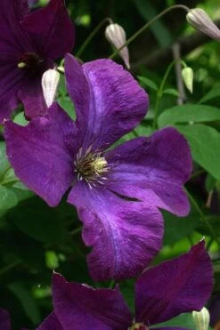 Polish Spirit Clematis - 1 Gallon Pot -Garden Care clematis polish spirit 2