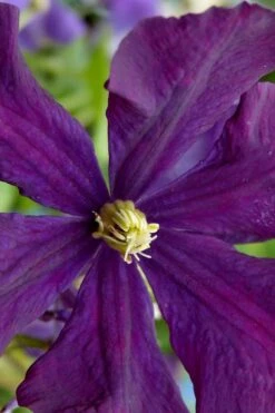 Polish Spirit Clematis - 1 Gallon Pot -Garden Care clematis polish spirit 5