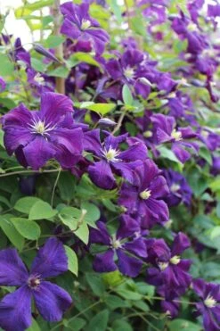 Polish Spirit Clematis - 1 Gallon Pot -Garden Care clematis polish spirit 6