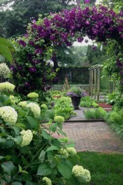 Polish Spirit Clematis - 1 Gallon Pot -Garden Care clematis polish spirit 7