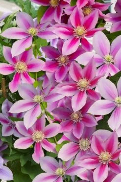 Poseidon Clematis - 1 Gallon Pot -Garden Care clematis poseidon 11