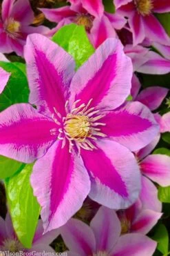 Poseidon Clematis - 1 Gallon Pot -Garden Care clematis poseidon 12