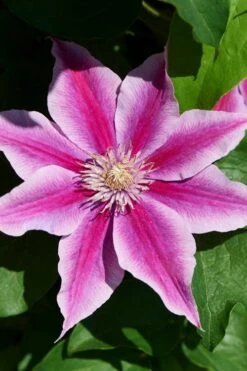 Poseidon Clematis - 1 Gallon Pot -Garden Care clematis poseidon 9