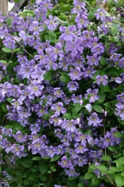 Prince Charles Clematis - 1 Gallon Pot -Garden Care clematis prince charles 1