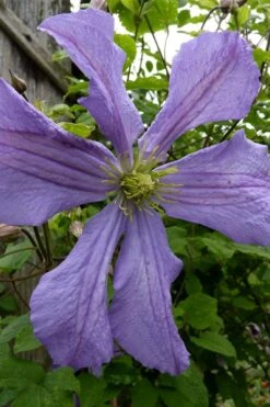 Prince Charles Clematis - 1 Gallon Pot -Garden Care clematis prince charles 4