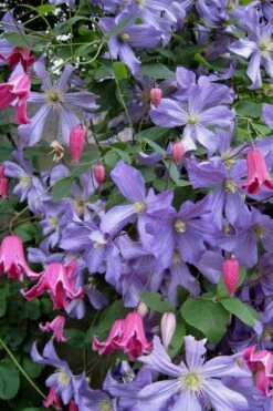 Prince Charles Clematis - 1 Gallon Pot -Garden Care clematis prince charles 6