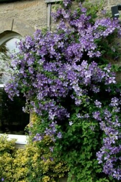Prince Charles Clematis - 1 Gallon Pot -Garden Care clematis prince charles 9