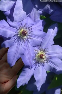 Ramona Clematis - 1 Gallon Pot -Garden Care clematis ramona 15