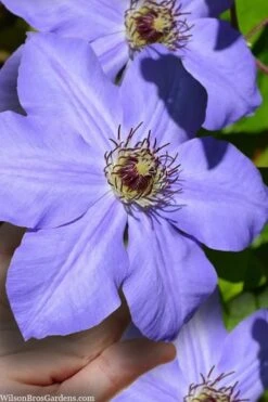 Ramona Clematis - 1 Gallon Pot -Garden Care clematis ramona 9