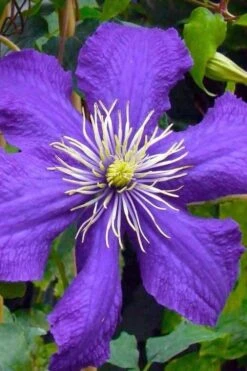 Rhapsody Clematis - 1 Gallon Pot -Garden Care clematis rhapsody 3