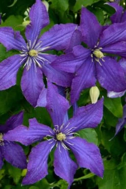 Rhapsody Clematis - 1 Gallon Pot -Garden Care clematis rhapsody 4