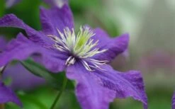 Rhapsody Clematis - 1 Gallon Pot -Garden Care clematis rhapsody 5