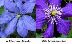Rhapsody Clematis - 1 Gallon Pot -Garden Care clematis rhapsody 9