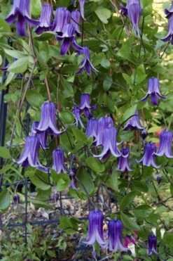 Roguchi Clematis - 1 Gallon Pot -Garden Care clematis roguchi 11