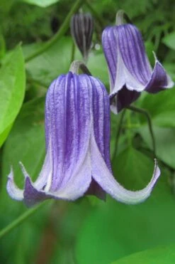 Roguchi Clematis - 1 Gallon Pot -Garden Care clematis roguchi 6