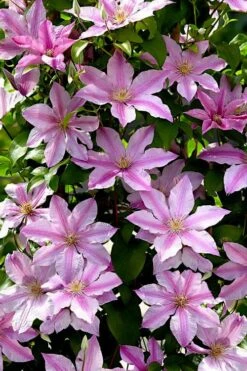 Sally Clematis - 1 Gallon Pot -Garden Care clematis sally 22